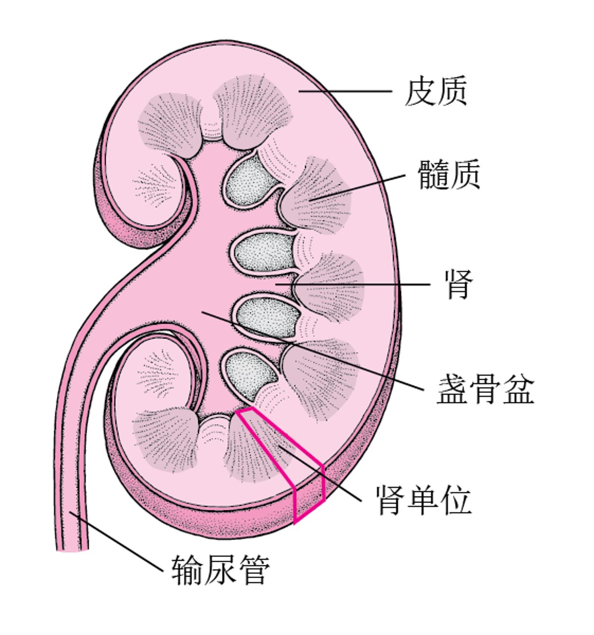 肾脏的内部结构