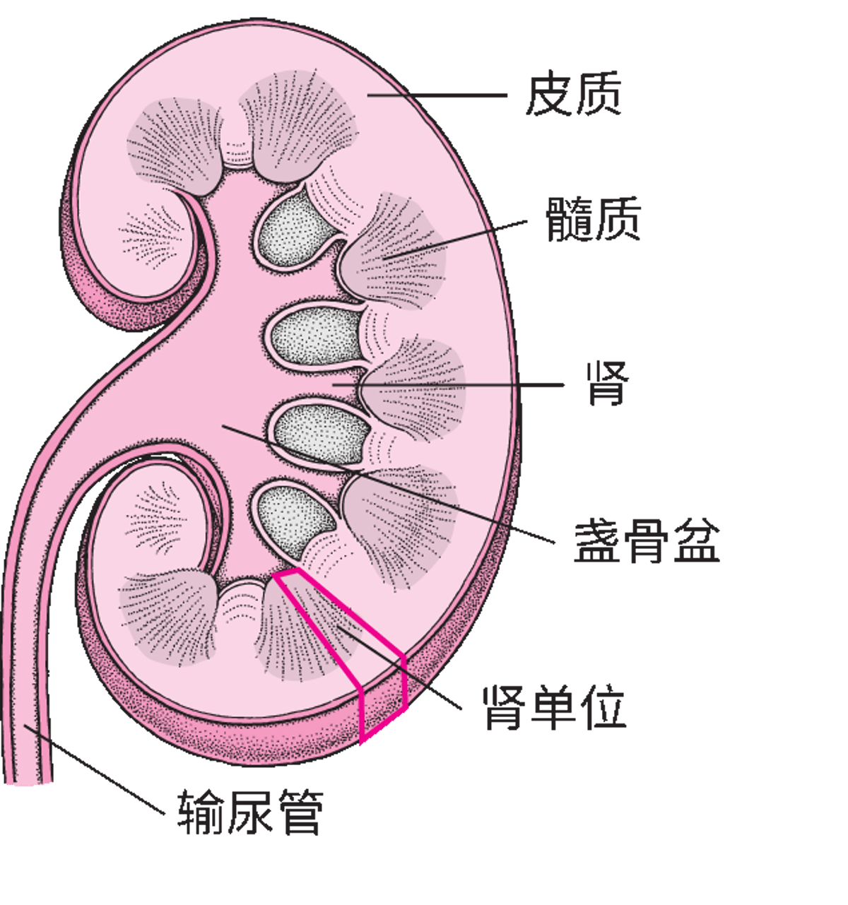 肾脏的内部结构