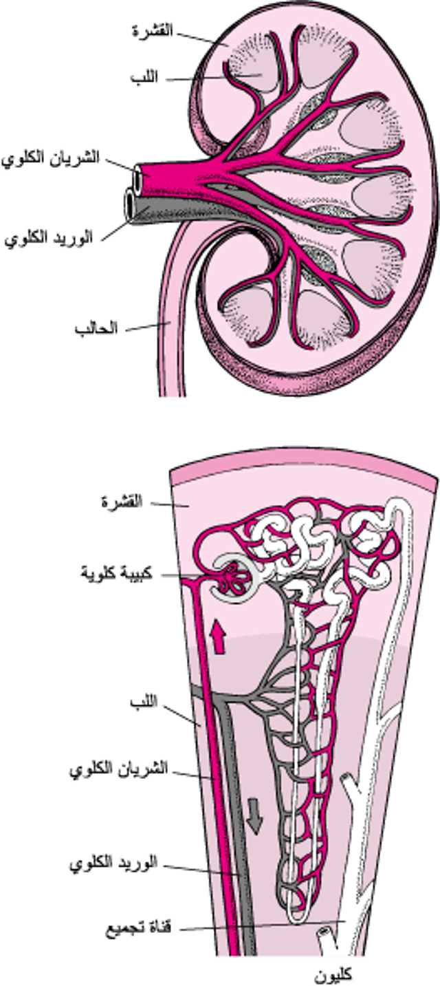 إمدادات الكلى الدَّمويَّة