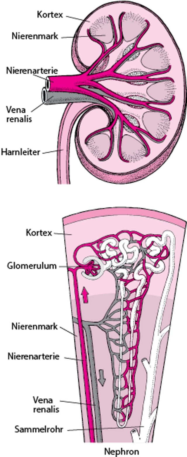 Blutversorgung der Nieren