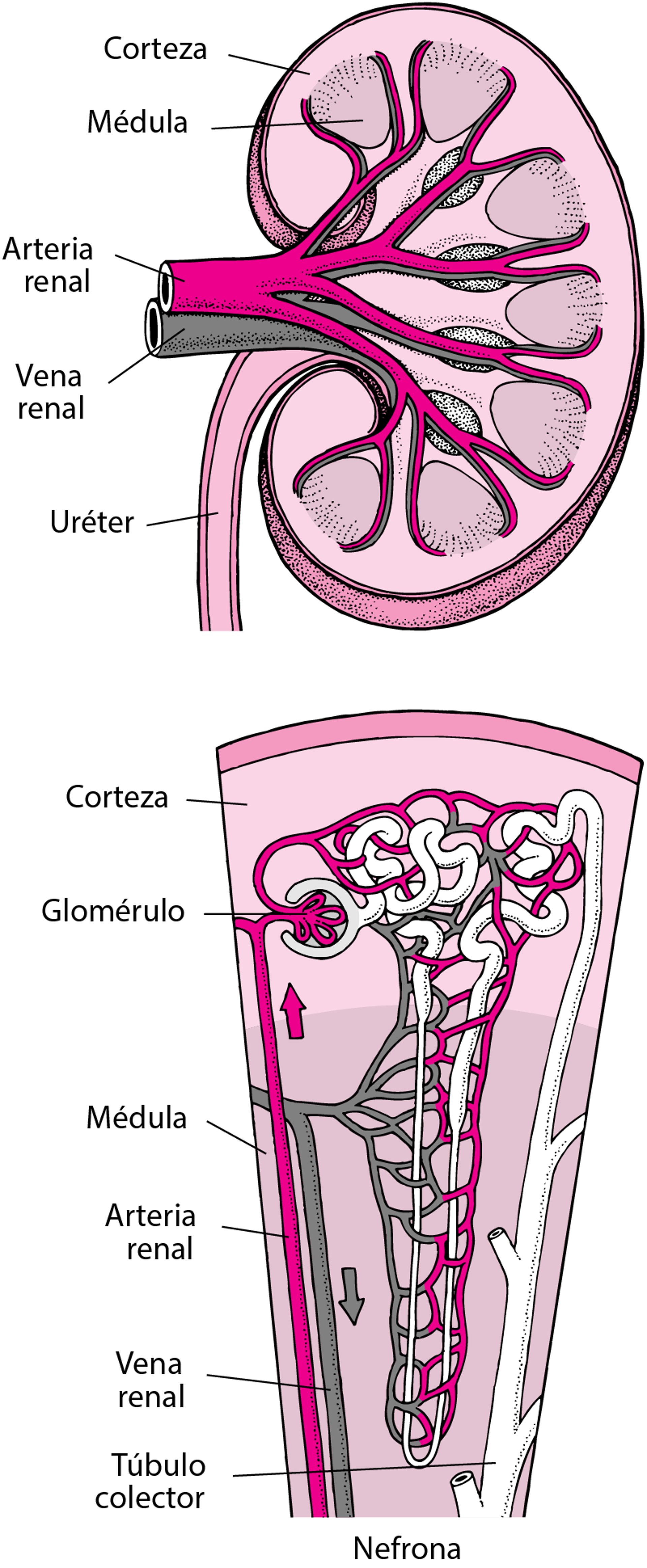 Irrigación del riñón