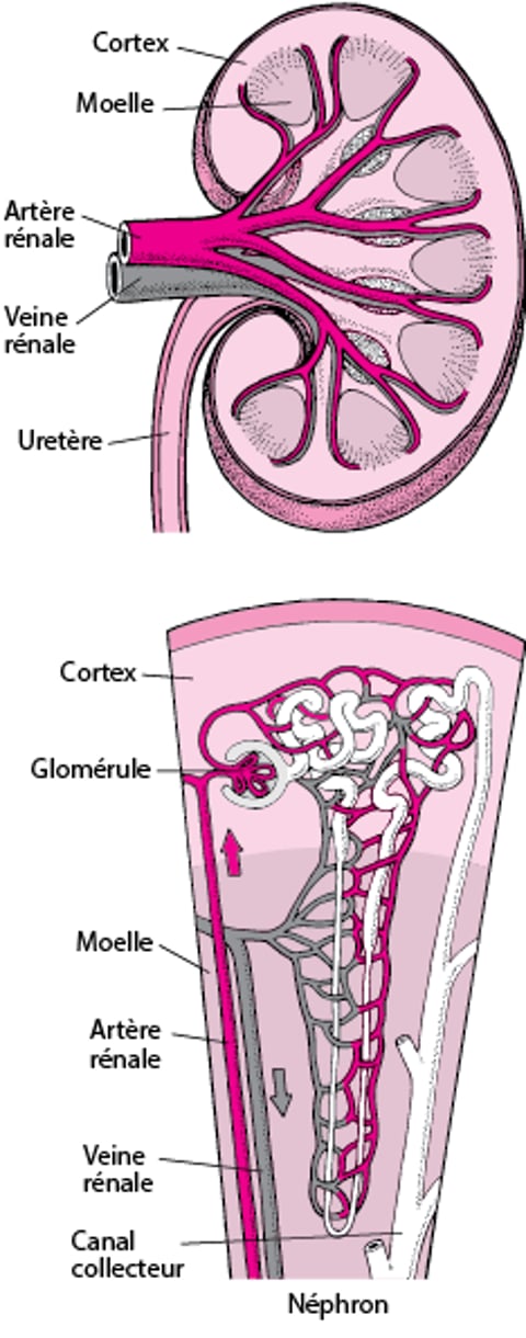 Irrigation sanguine du rein
