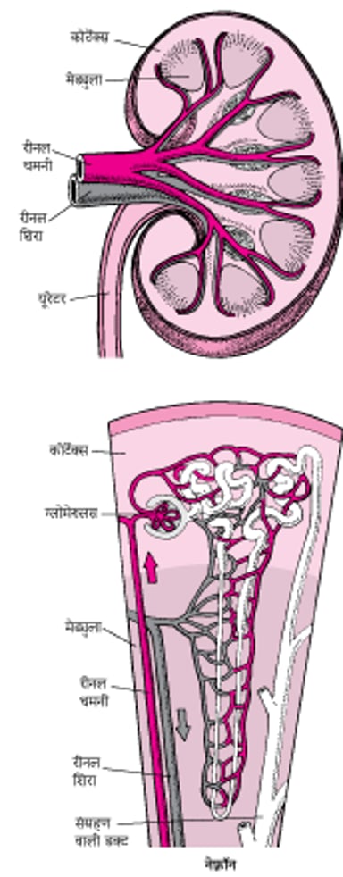 किडनी को खून की आपूर्ति