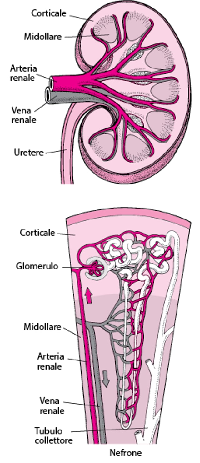 Apporto di sangue ai reni