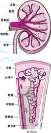 腎臓への血液供給