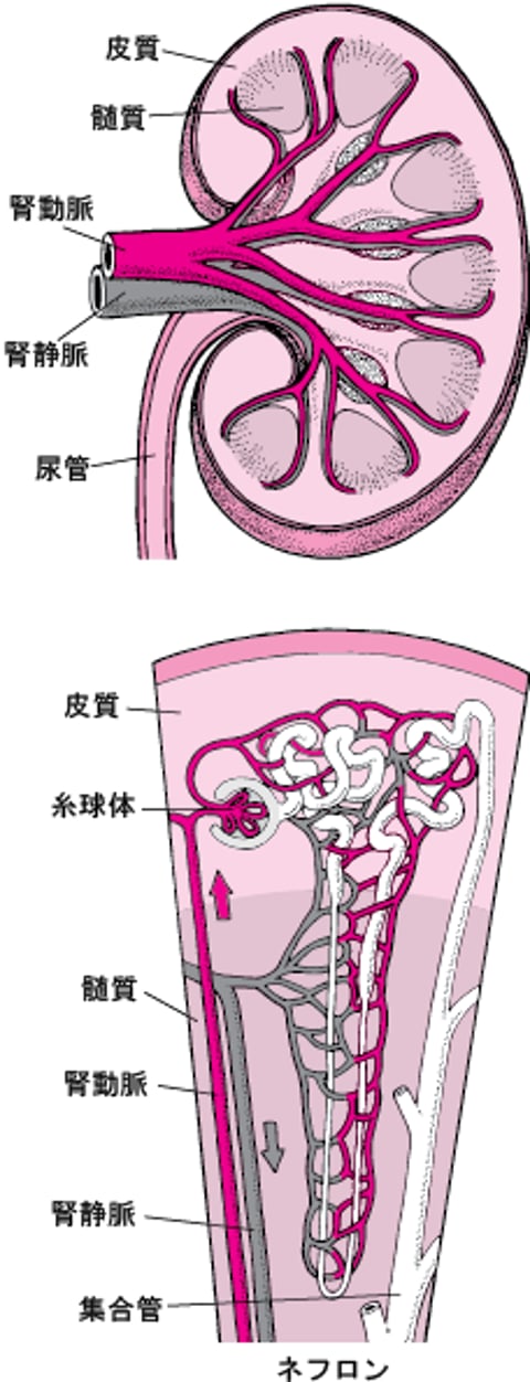 腎臓への血液供給