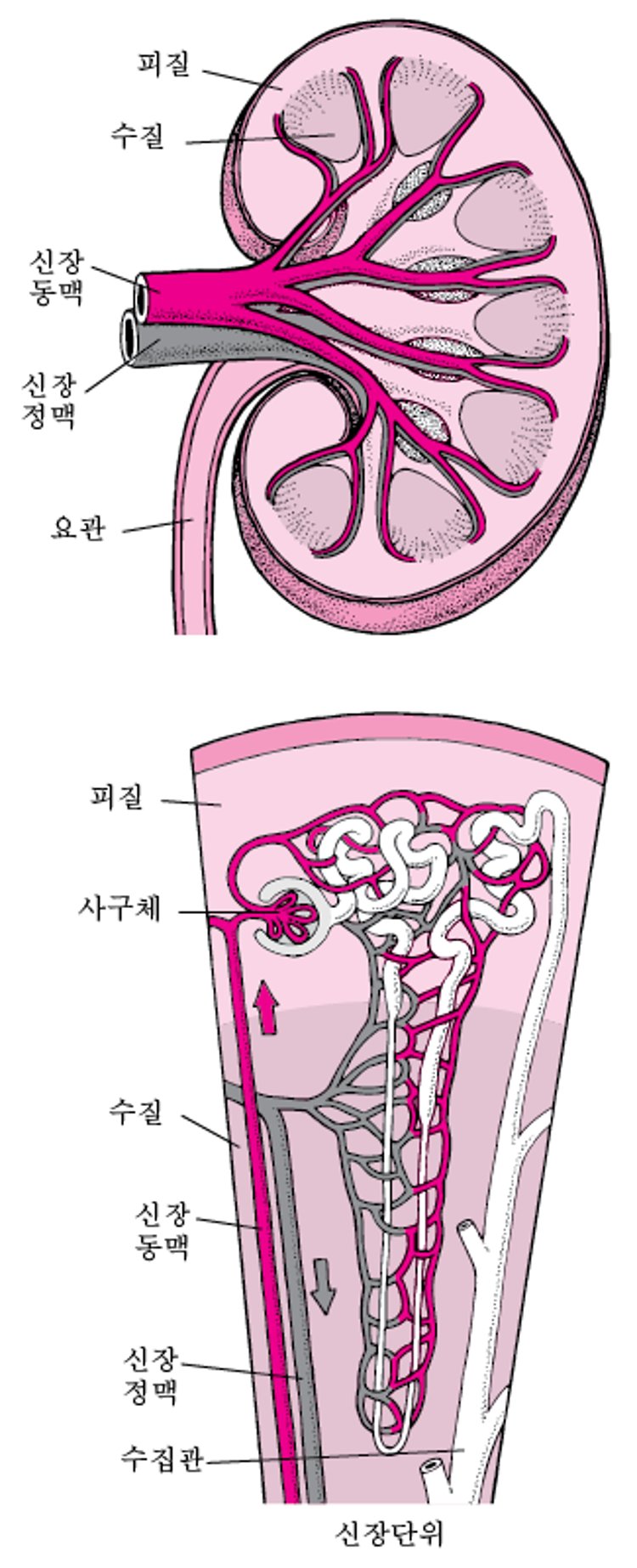 신장의 혈액 공급