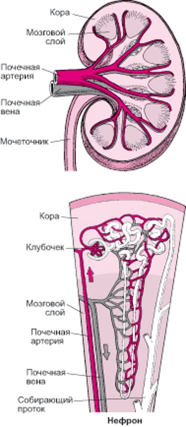 Кровоснабжение почек