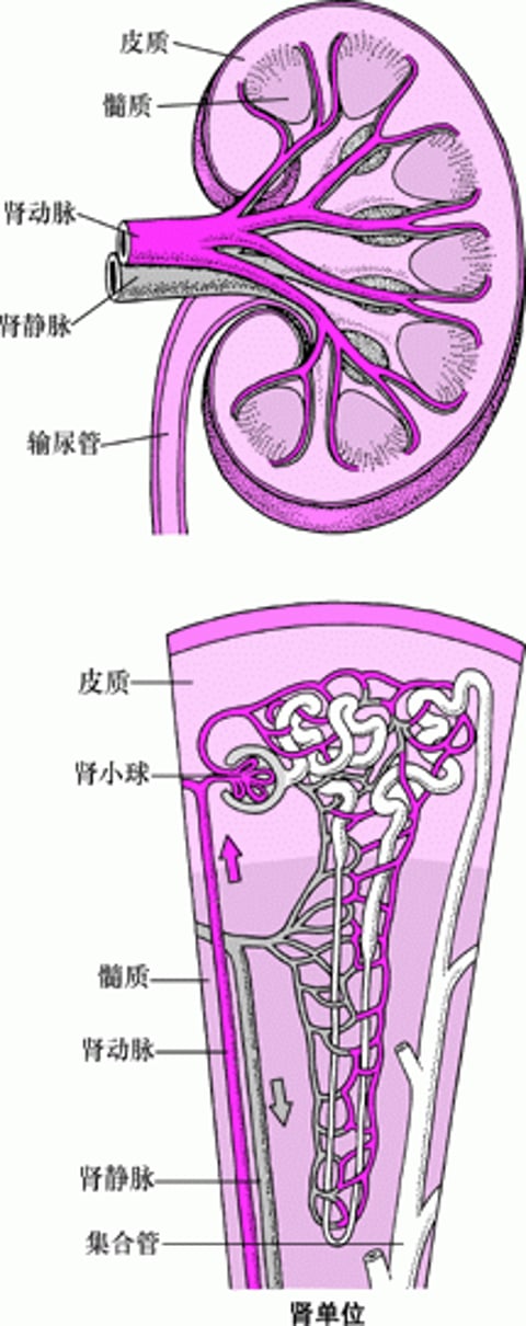 肾脏的血液供应