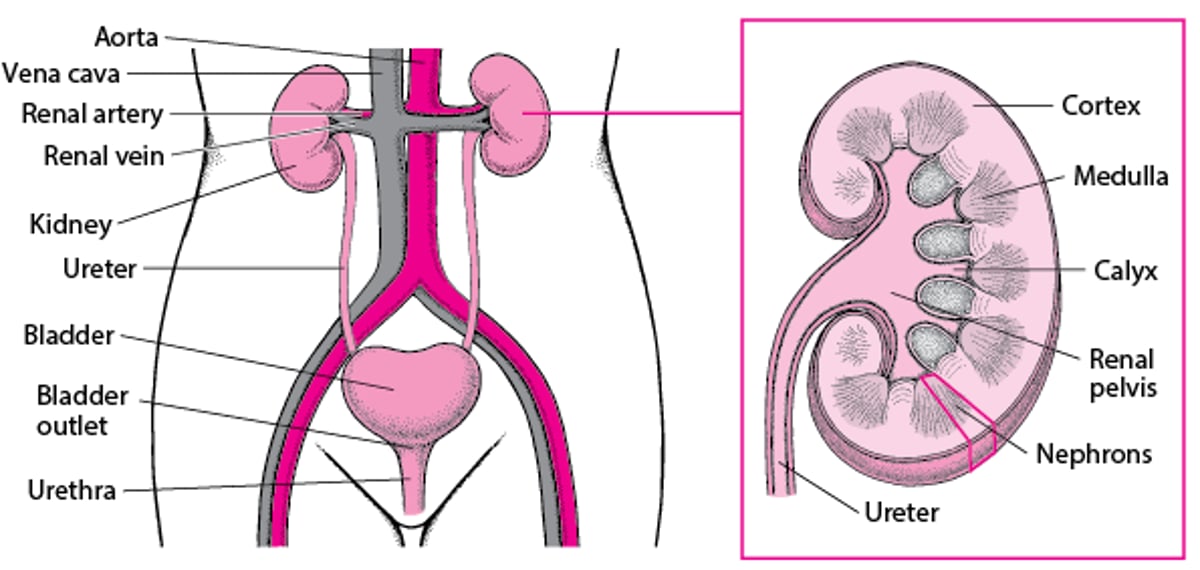 A Look Inside the Urinary Tract