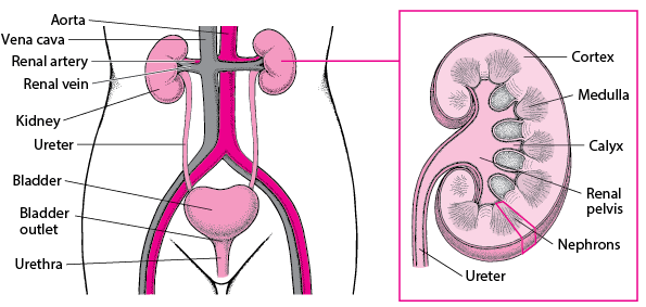 Image:A Look Inside the Urinary Tract-Merck Manual Consumer Version