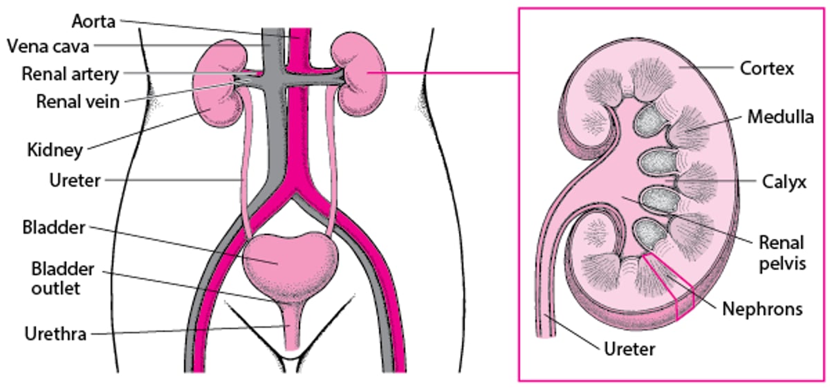 Interior del tracto urinario