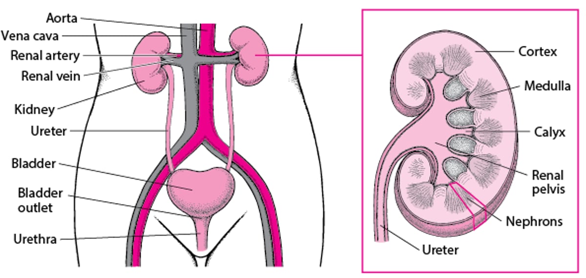 Anatomie des voies urinaires