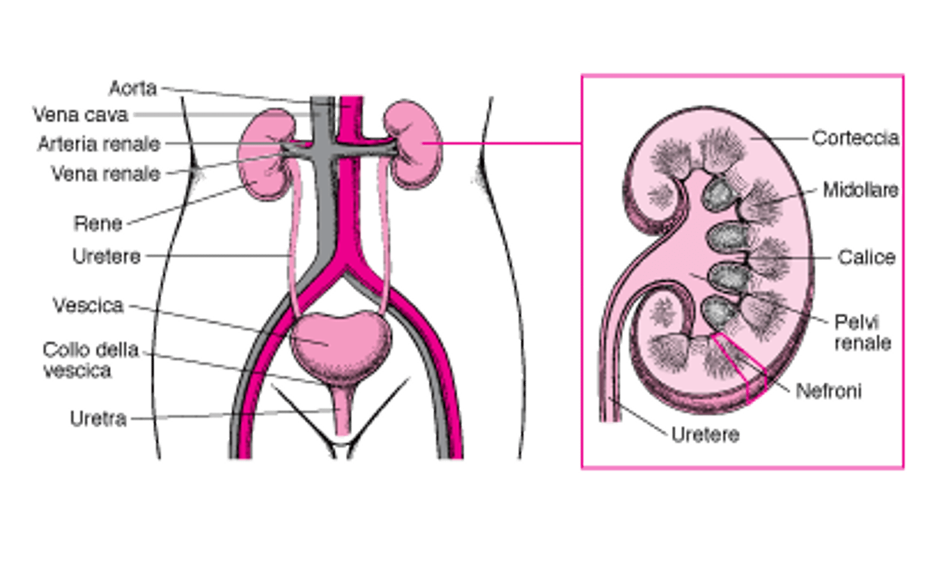 Uno sguardo all’interno delle vie urinarie