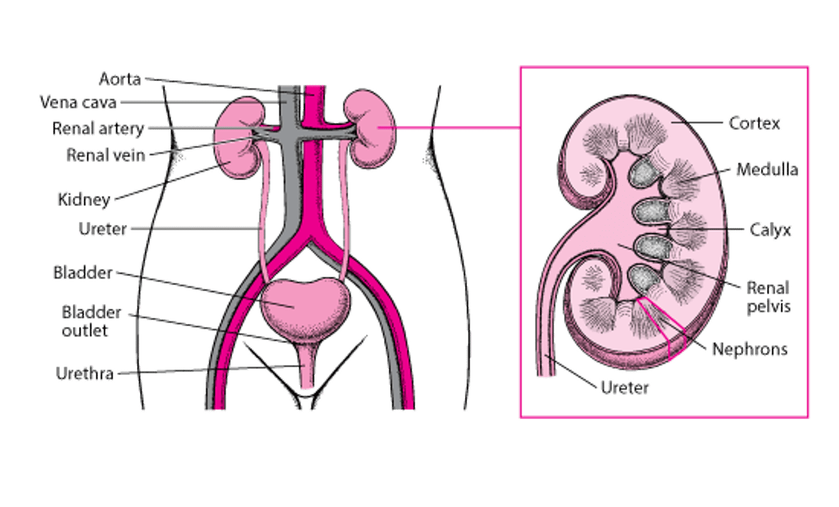 요로의 내부 모습