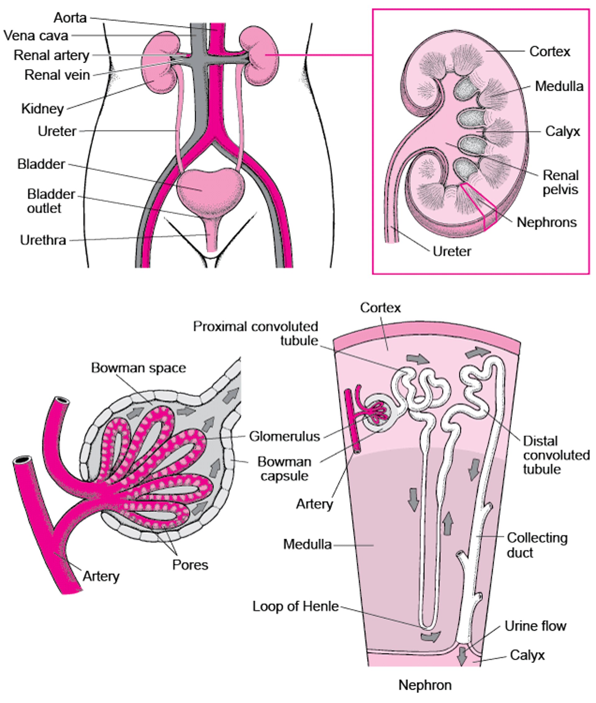 Organs of the Urinary Tract