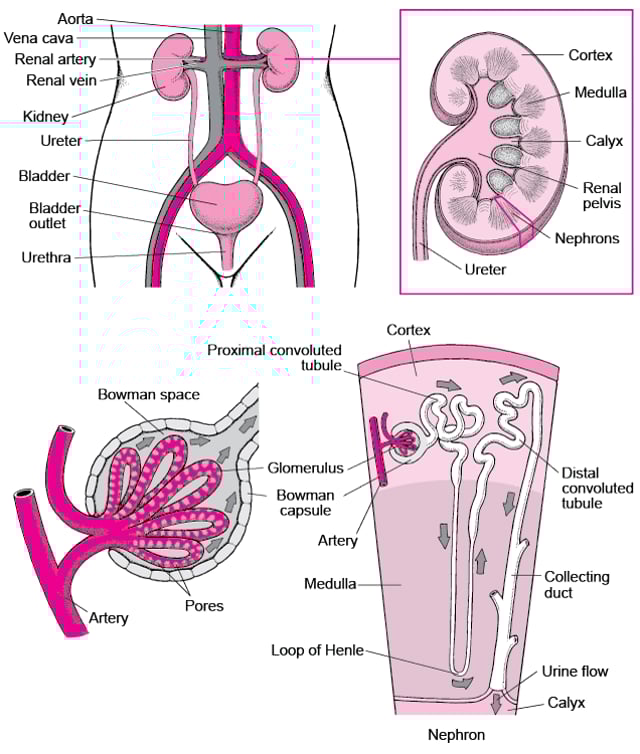 OVERVIEW OF THE URINARY TRACT visual data 2