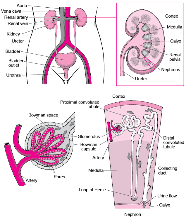 Overview of the Urinary Tract - Urinary Tract Disorders - Merck Manual ...