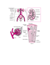 Organe der Harnwege