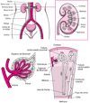 Órganos de las vías urinarias
