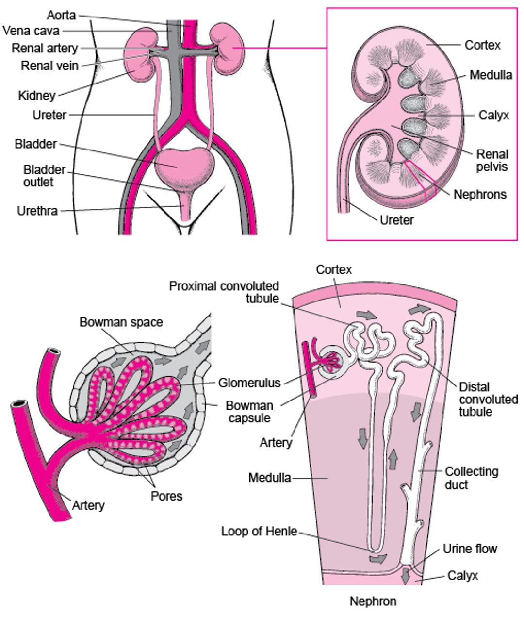 Órganos de las vías urinarias
