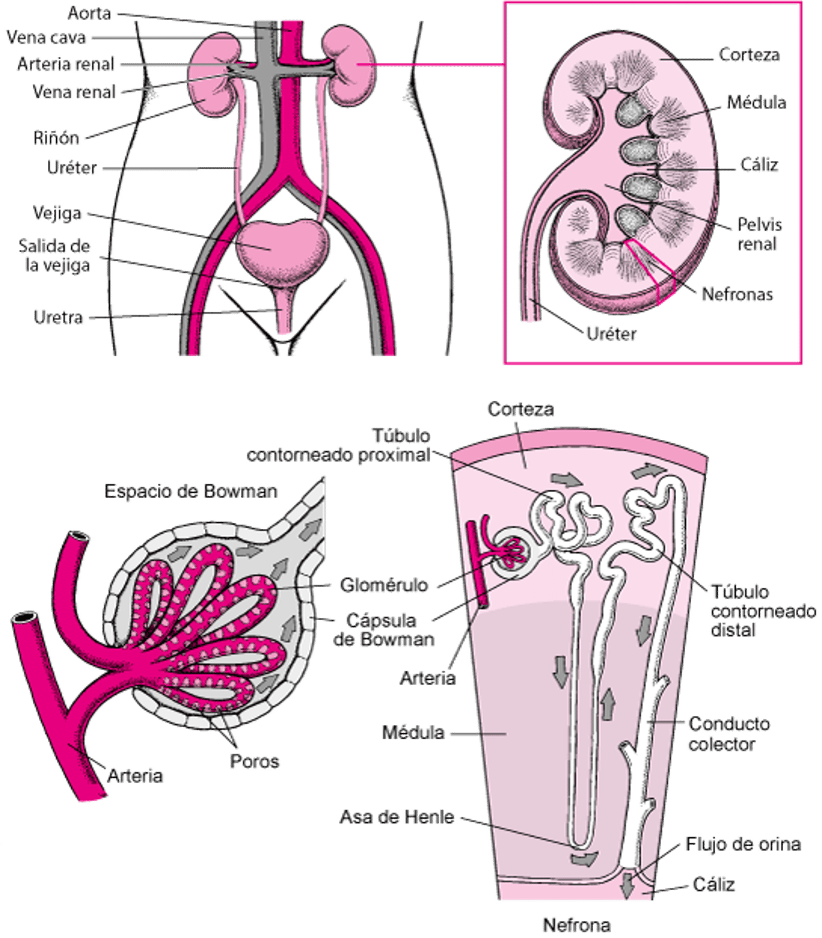 Órganos de las vías urinarias
