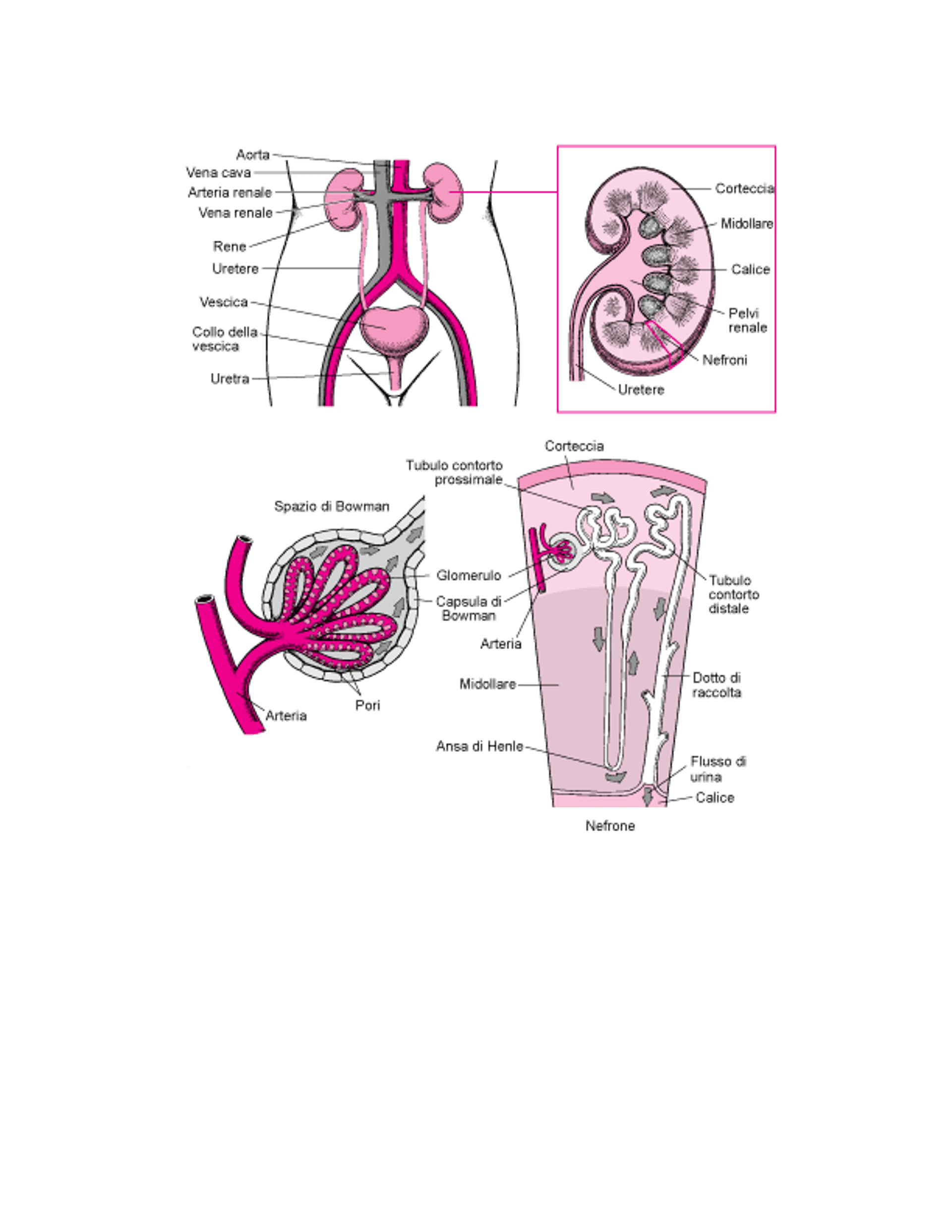 Organi dell’apparato urinario