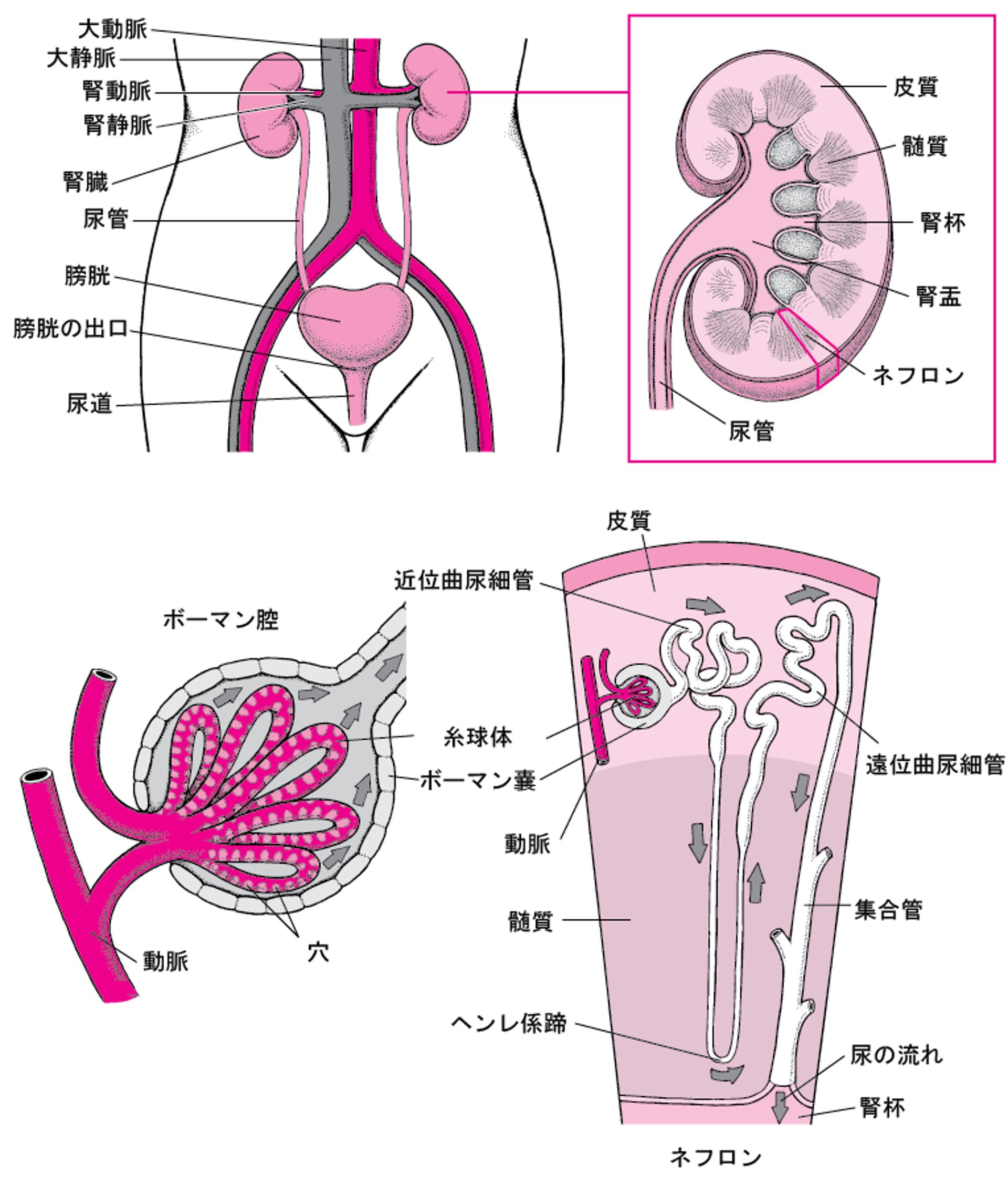 尿路の臓器