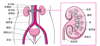 泌尿道