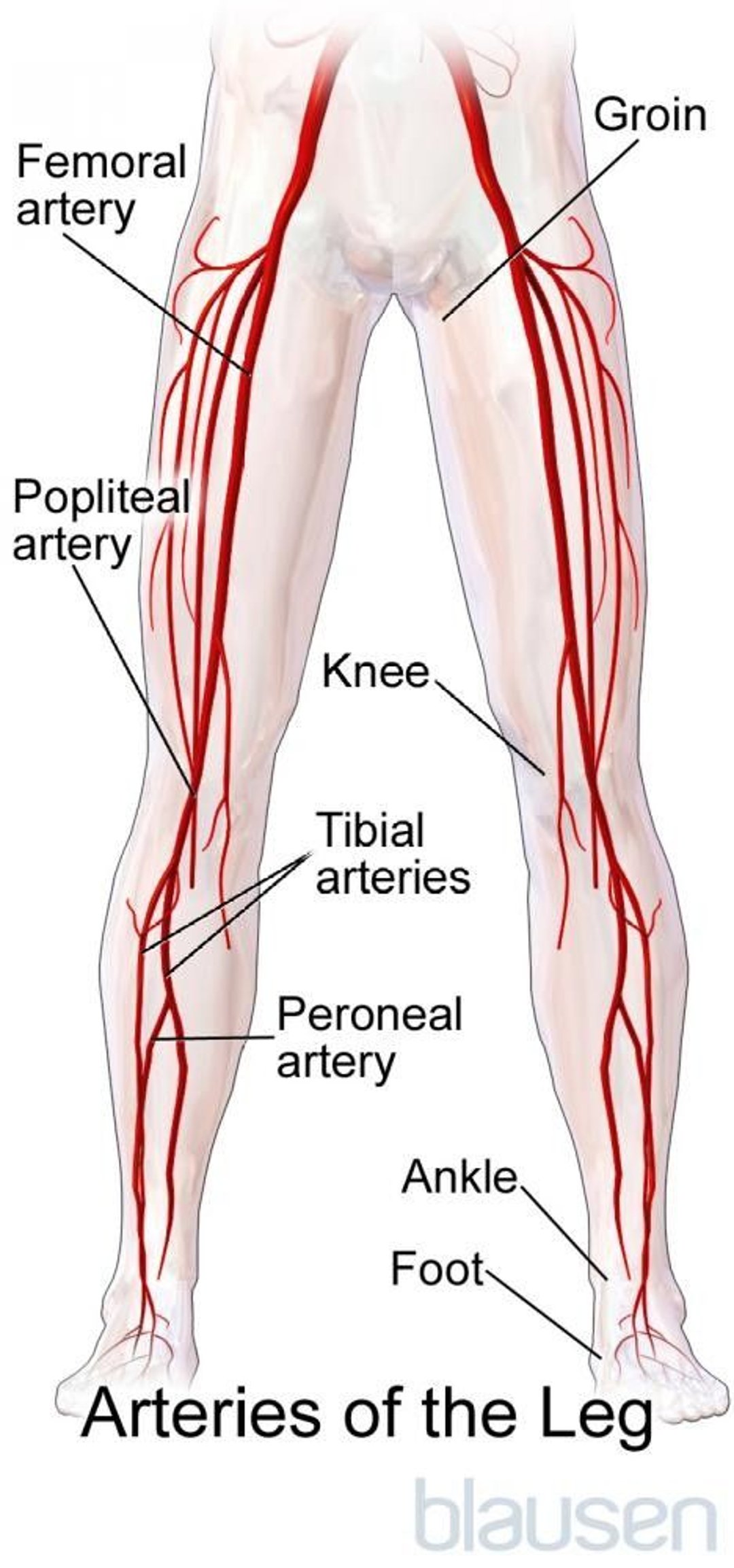Arteries of the Leg