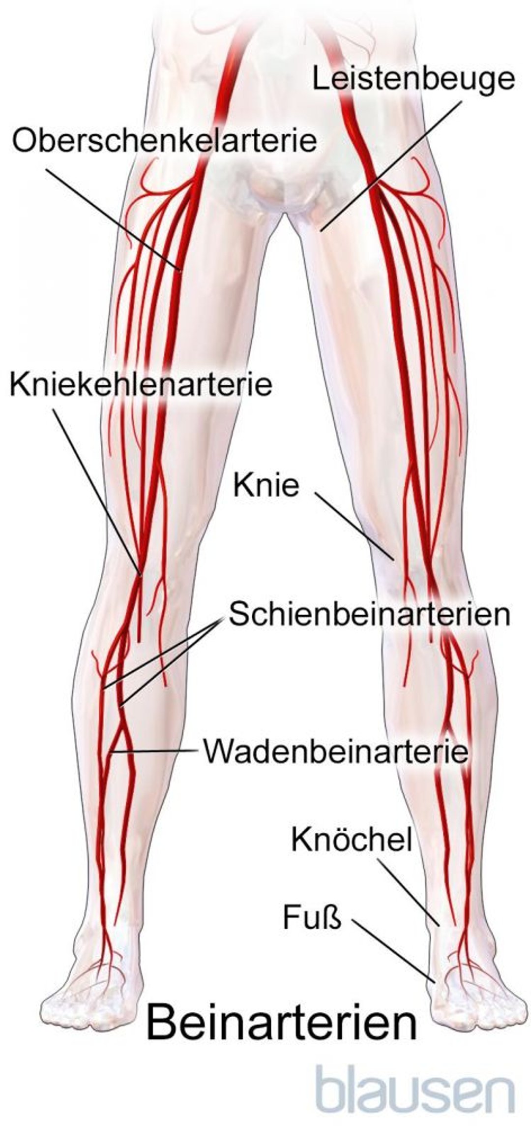 Beinarterien