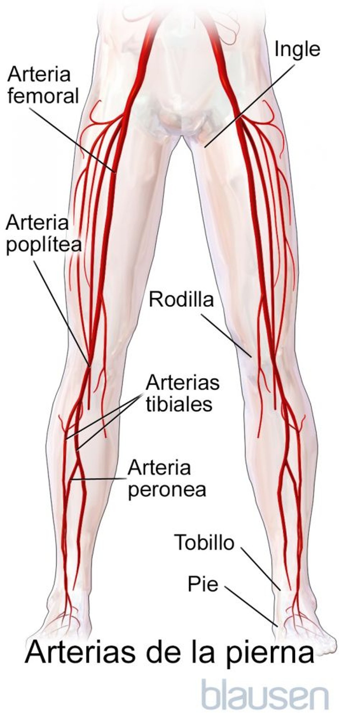 Arterias de la pierna