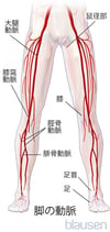脚あしの動脈どうみゃく