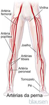 Artérias da perna