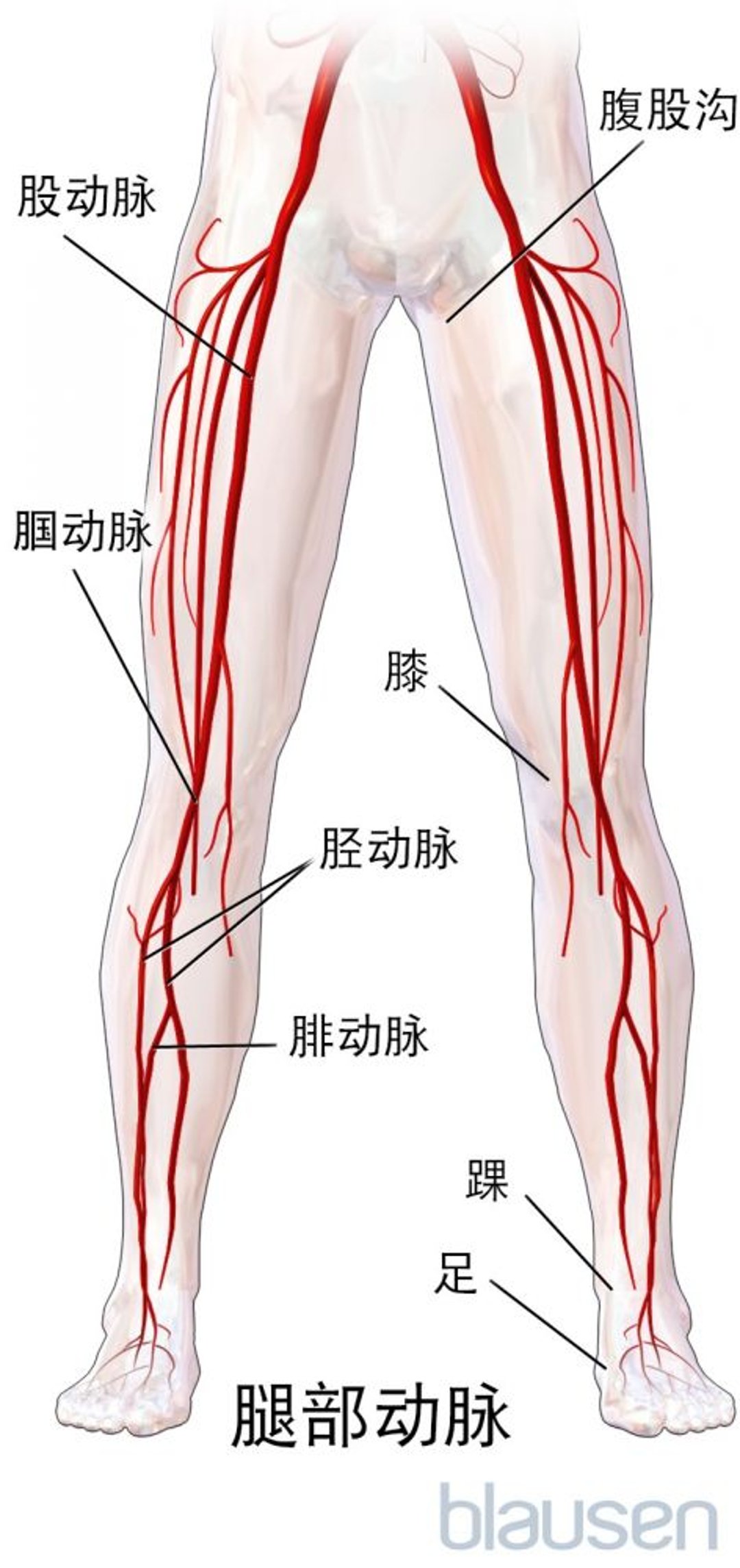 腿部动脉