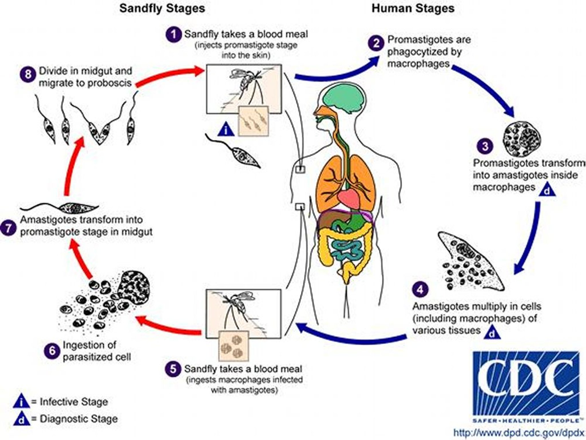 Ciclo de vida da <i >Leishmania</i>