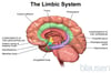 The Limbic System
