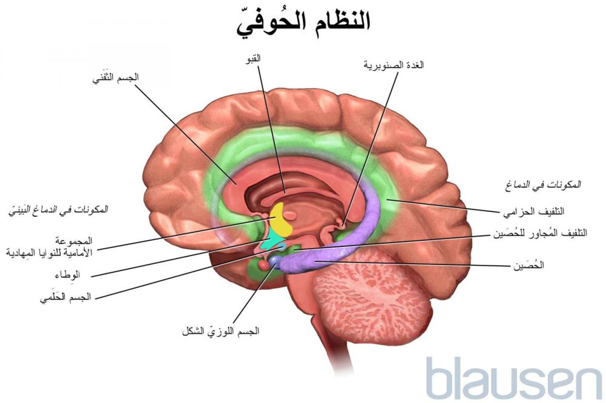 الجهاز الحوفيّ
