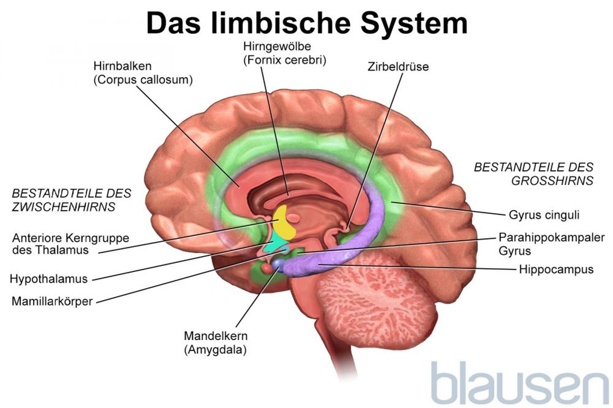 Das limbische System