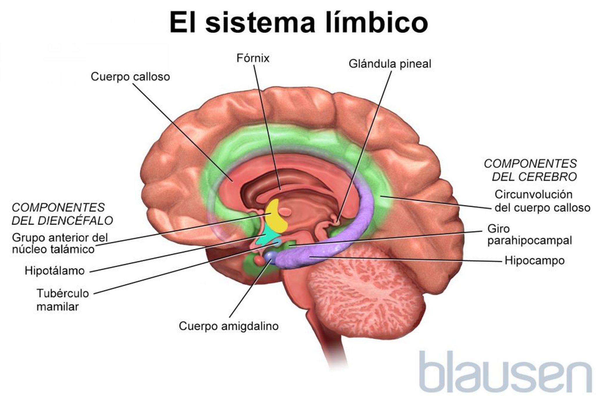 El sistema límbico