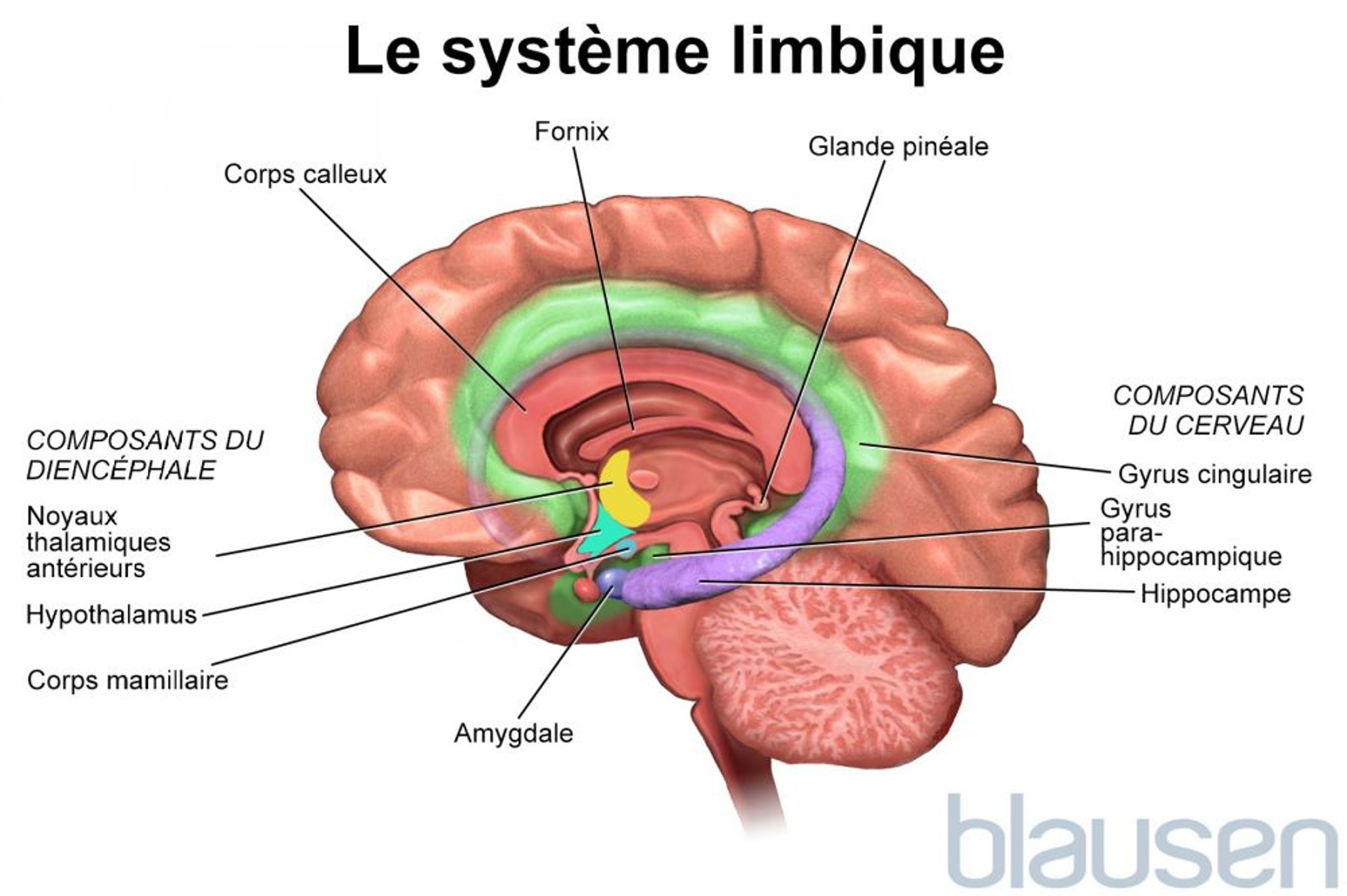 Le système limbique