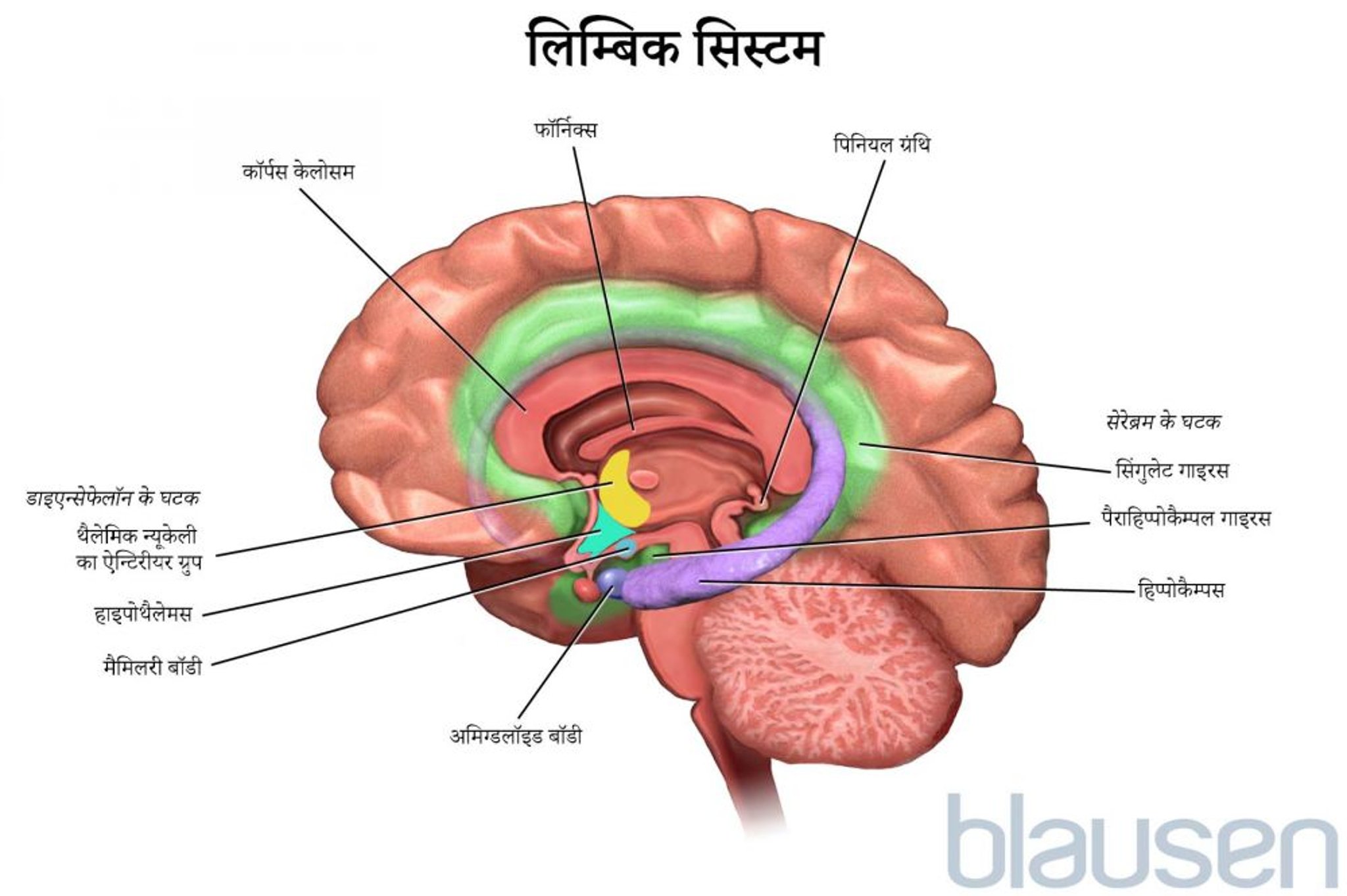 लिम्बिक सिस्टम