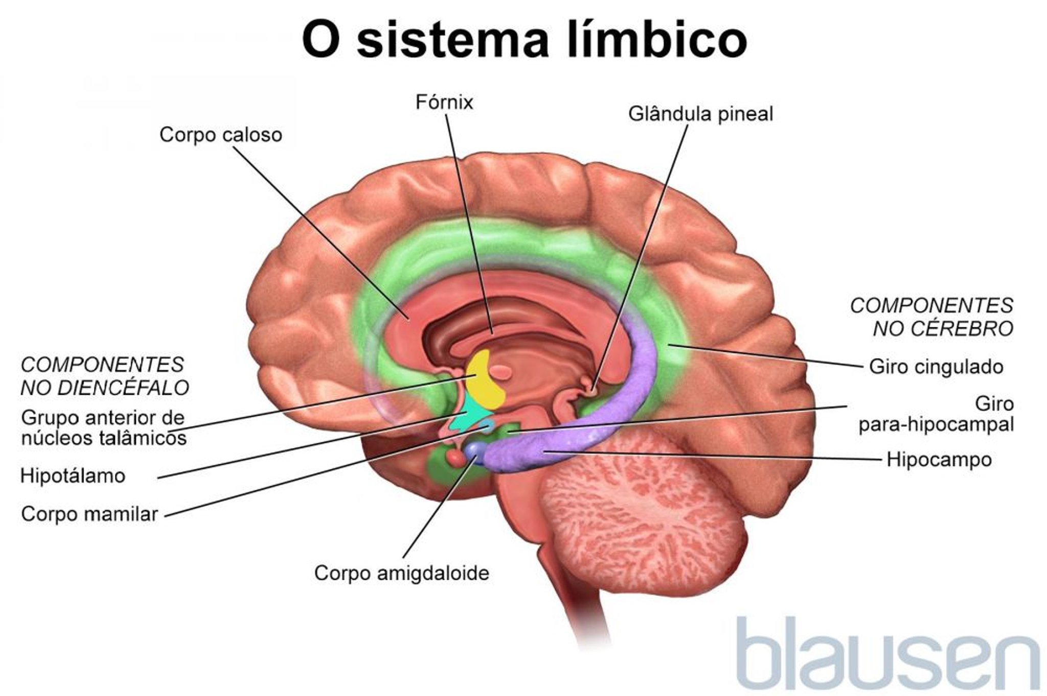 O sistema límbico