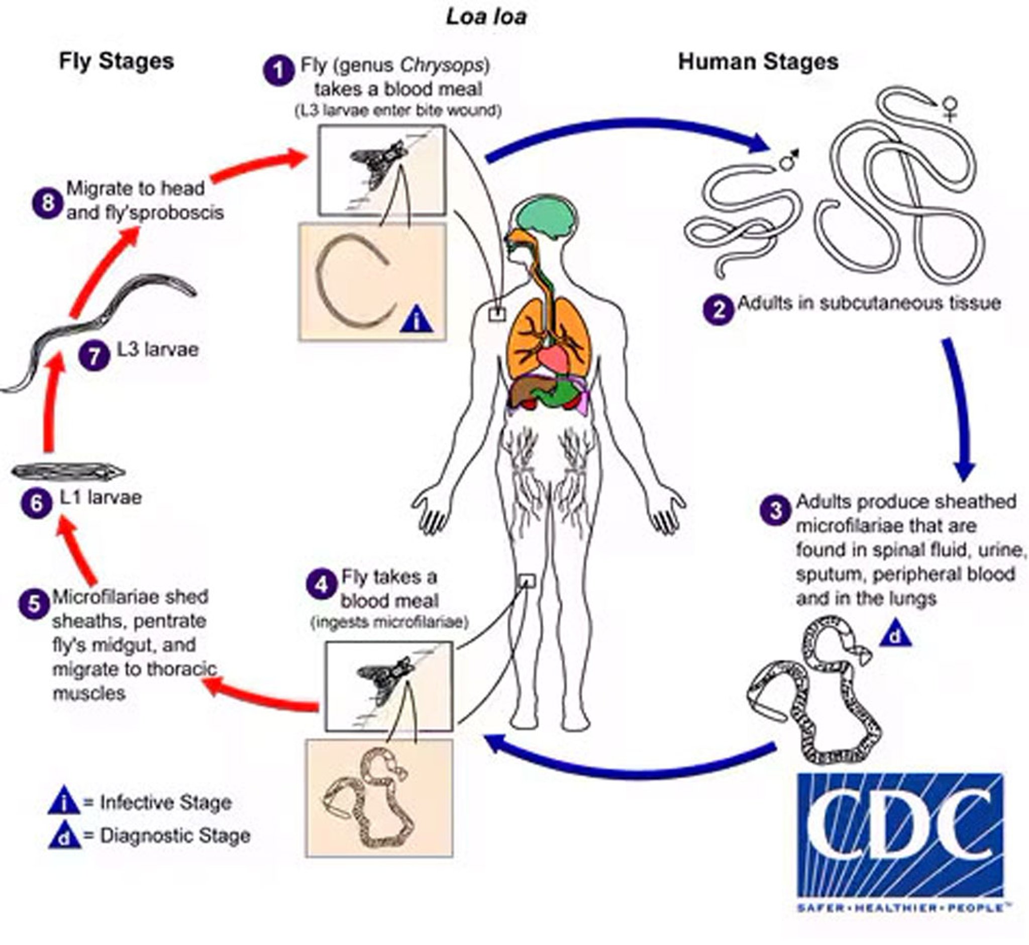 Life Cycle of <i >Loa loa</i>