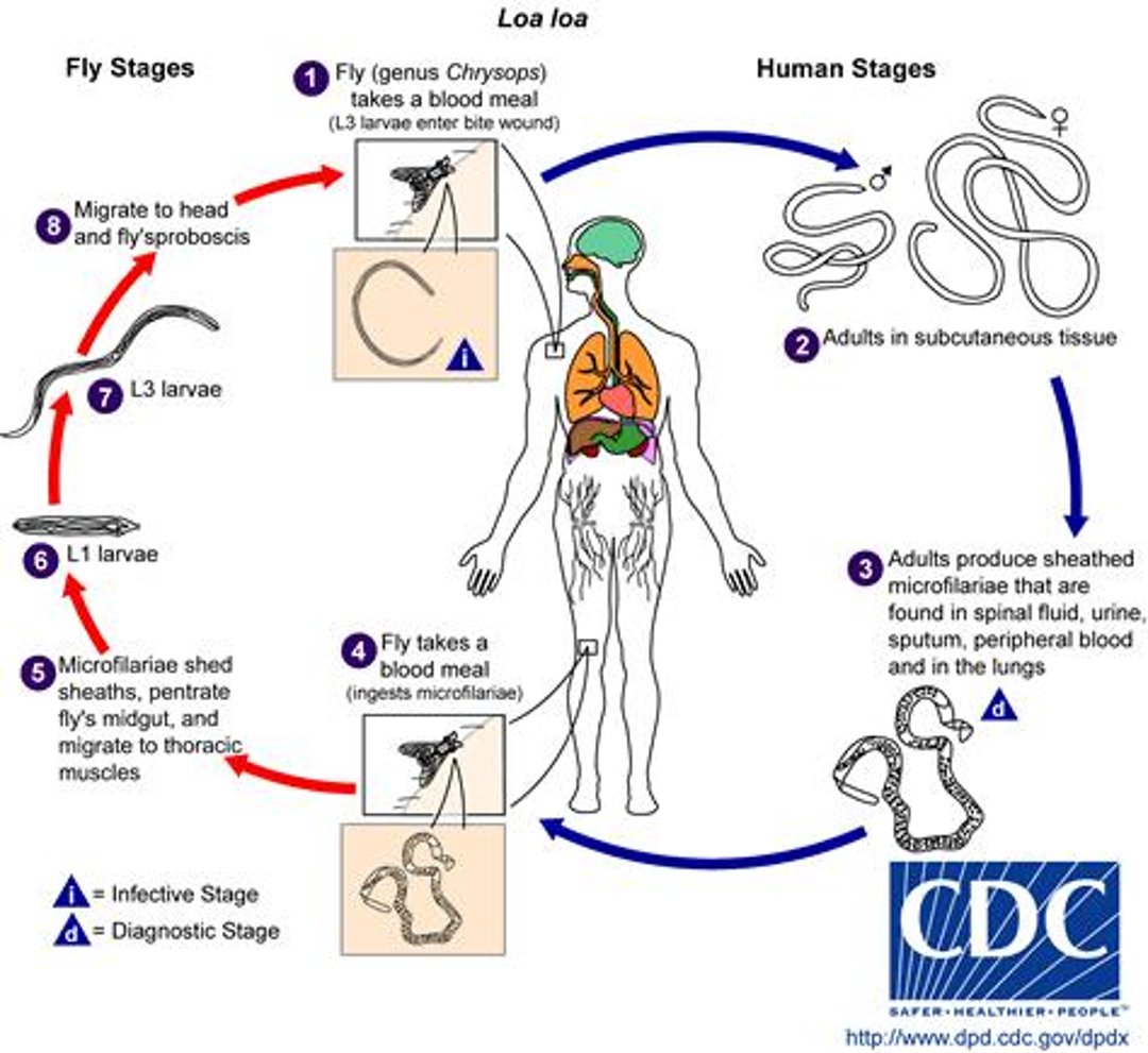Ciclo vitale di <i >Loa loa</i>