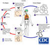 Ciclo de vida do Loa loa