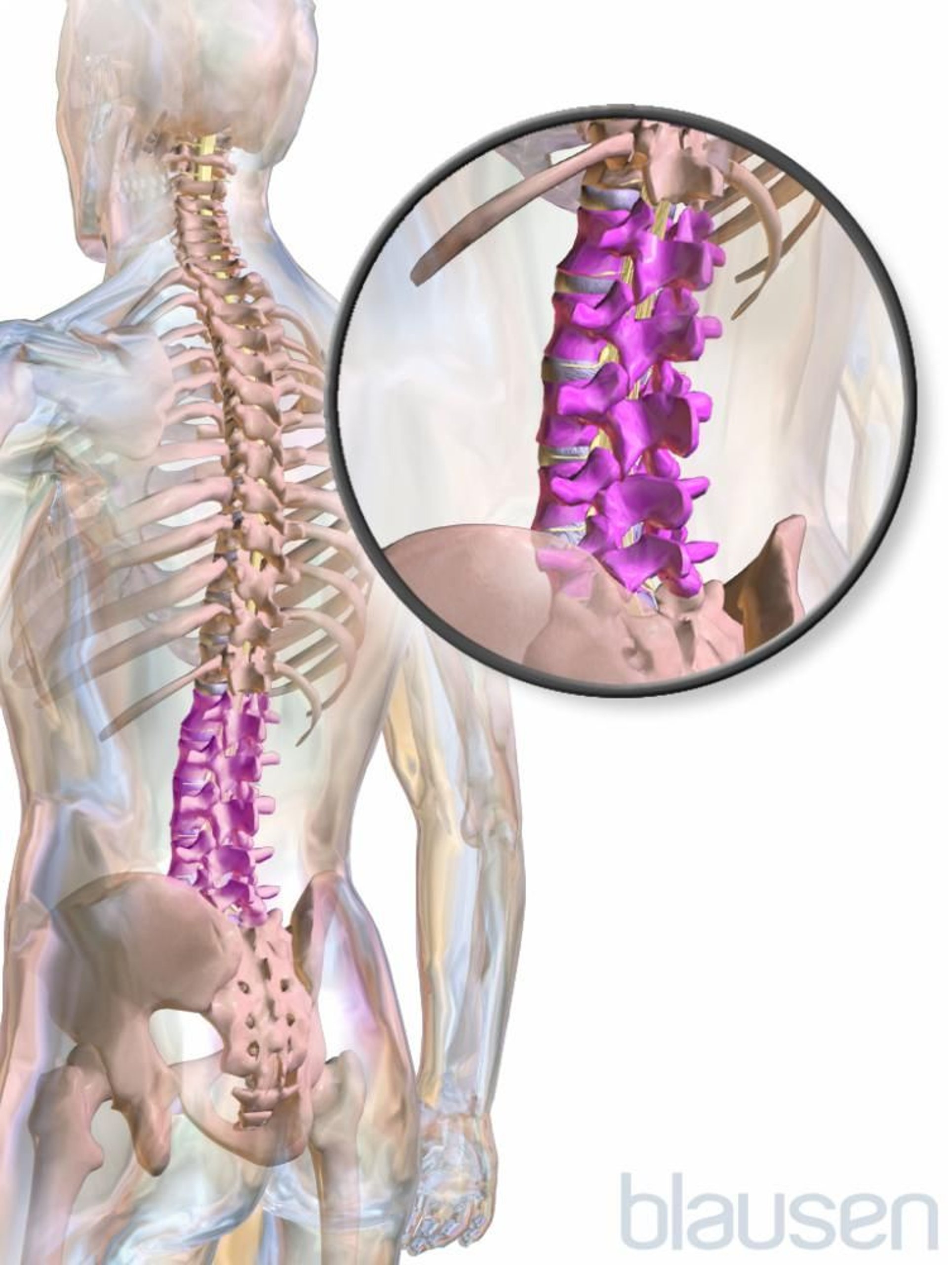 Parte inferior de la columna (lumbar)