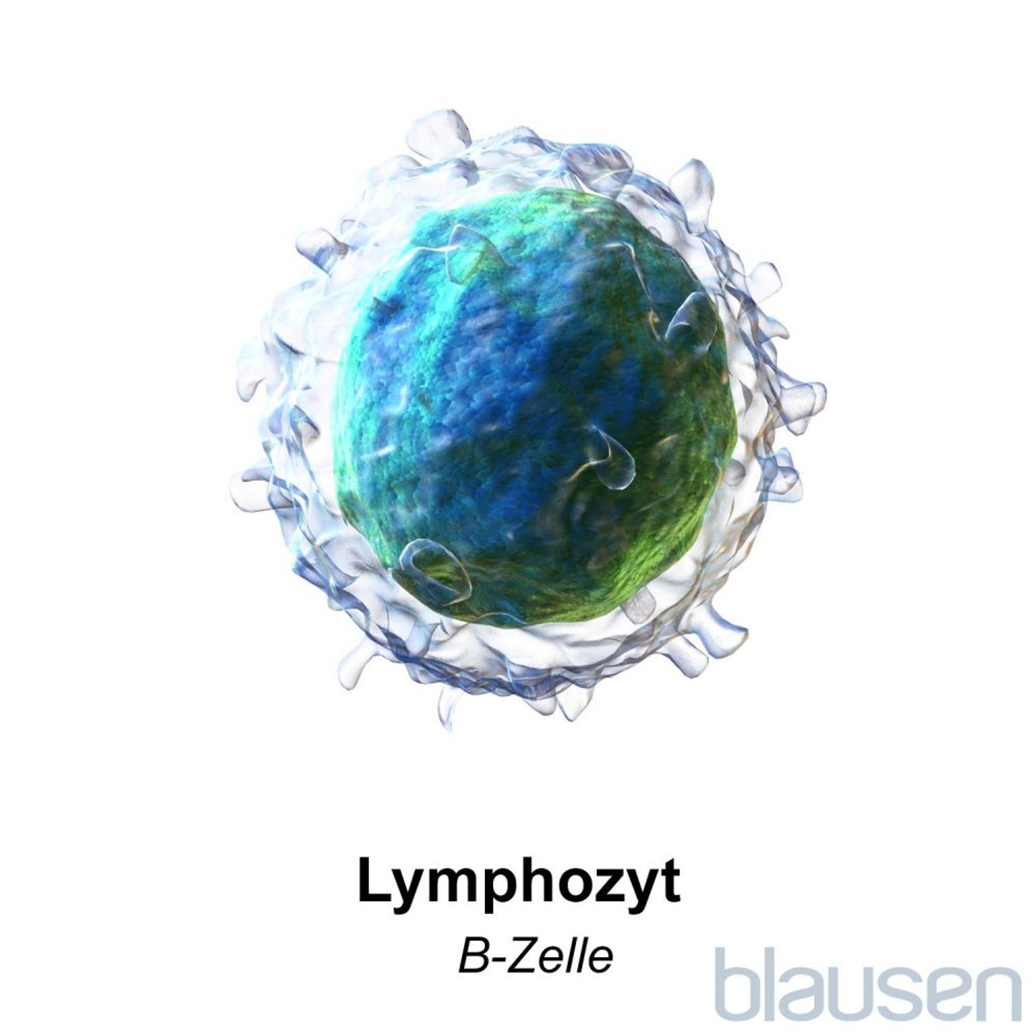 Lymphozyten-B-Zelle