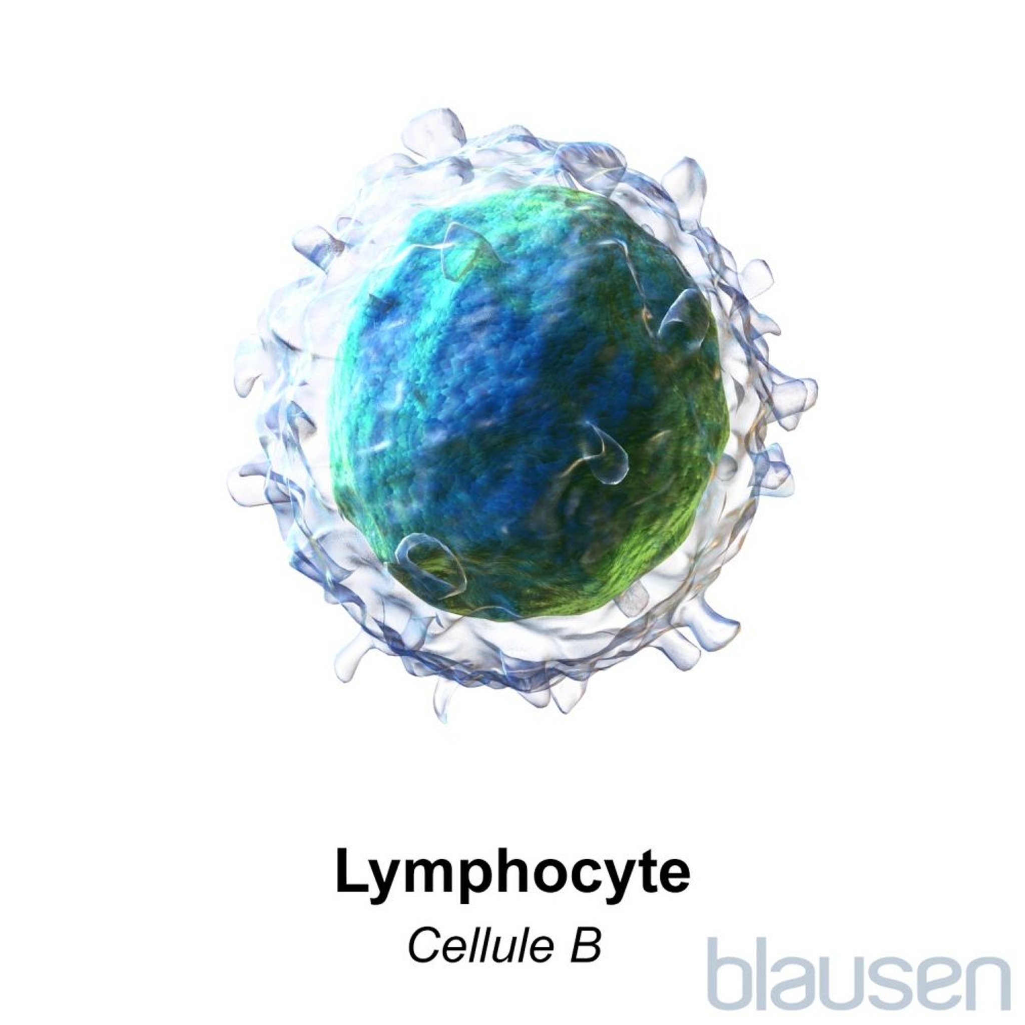 Lymphocyte : lymphocyte B