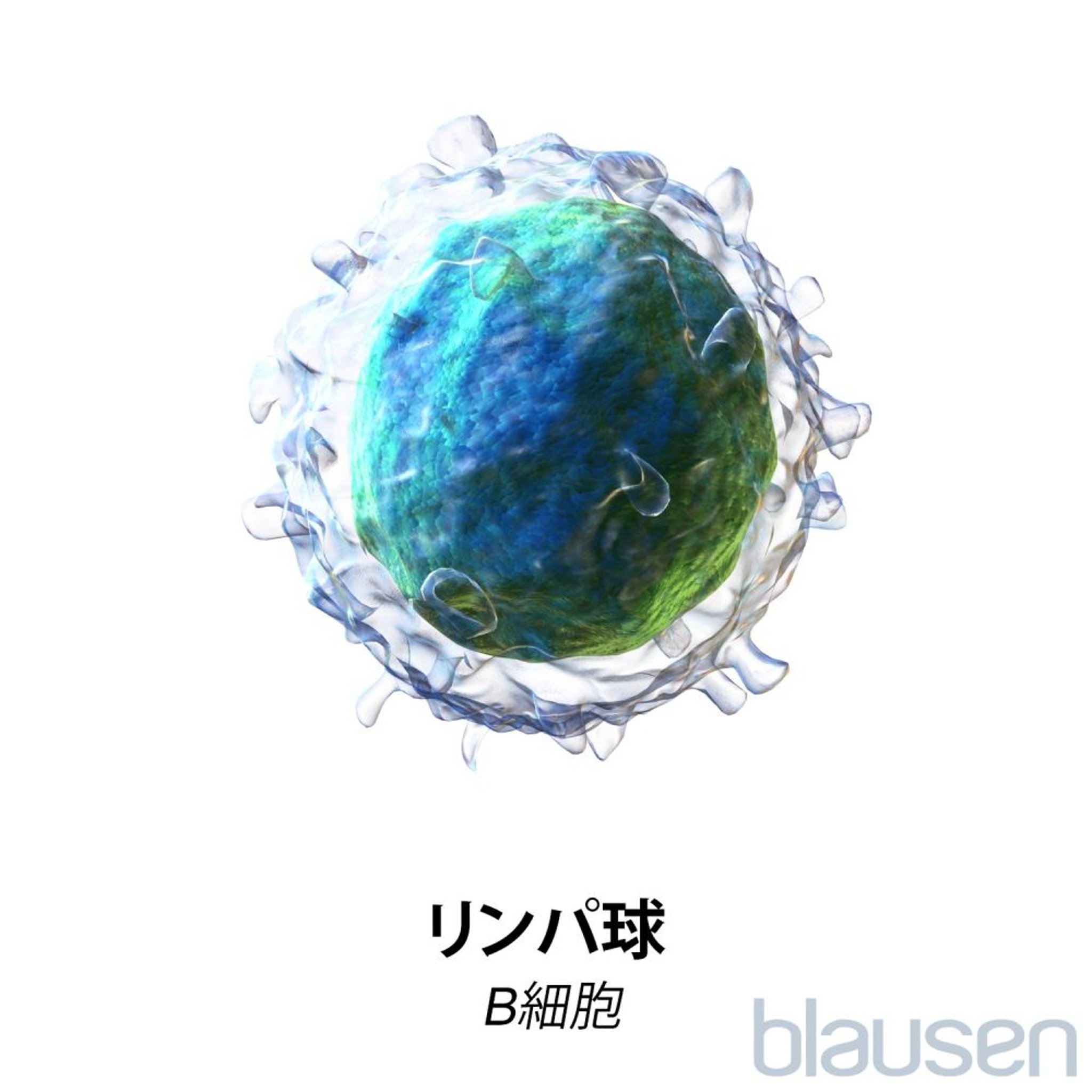 リンパ球：B細胞